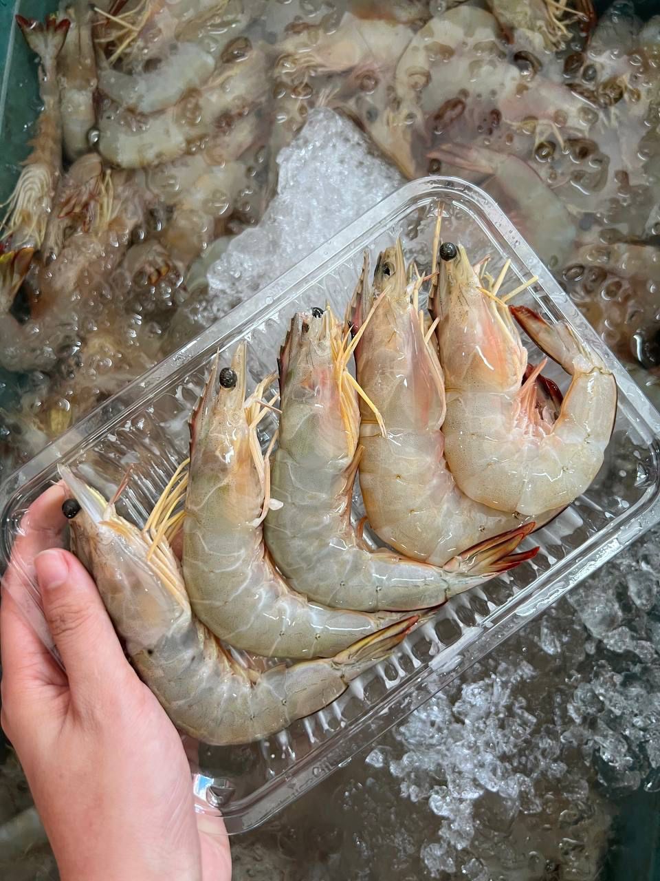 Wild Caught Big White Prawn 大明虾 250G+- 5PCS +- – Fish For You