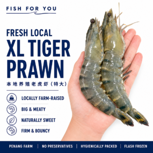 FRESH LOCAL TIGER PRAWN 老虎虾 (XL)