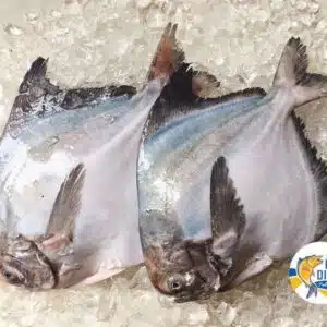 Fresh Local Wild Caught Chinese Pomfret WHOLE 海抓本地斗鲳 整只