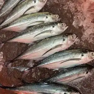 Fresh Cleaned CENCARU 硬尾鱼 3 pcs 420G to 450G+- 3PCS