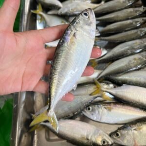 Ikan Kembong Whole Pcs 500G (4-8pcs) 甘本鱼