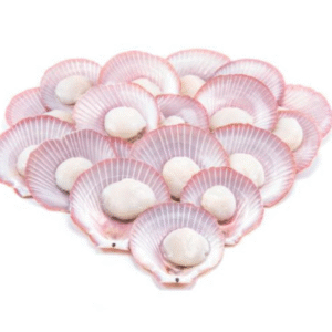 Pink Shell Scallop 粉红半壳扇贝 250G