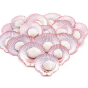 Pink Shell Scallop 粉红半壳扇贝 250G