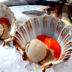 Shelled Scallop with ROE 8/9 (1KG)