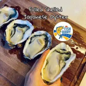 SASHIMI GRADE OYSTER x 6PCS 日本生蚝