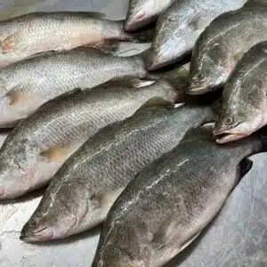 SMALL BARRAMUNDI / SIAKAP 700G to 800G 小石甲