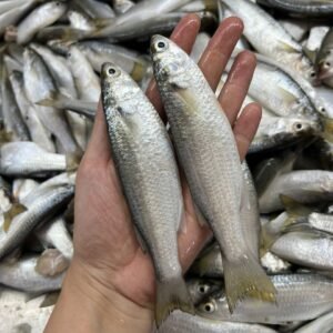 CLEANED Wild Caught Jiya Hu 600G+- ( around 15PCS+- ) 只吖鱼