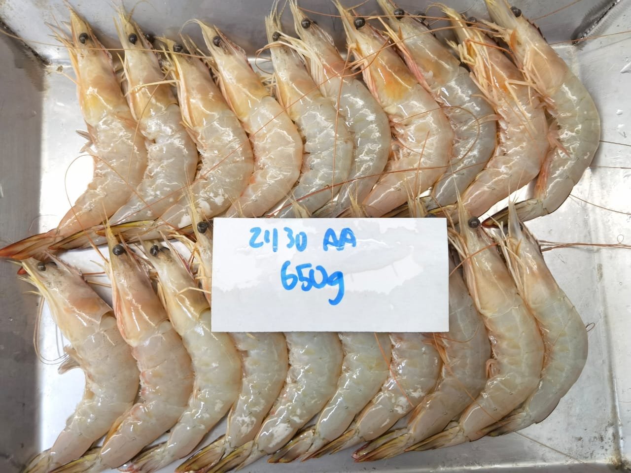White prawn (3)