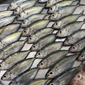 BIG EYE FISH 500G 3 to 4PCS 大眼鱼