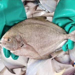 WILD CAUGHT BLACK POMFRET 海抓黑鲳 BLOCK CUT