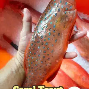 Wild Caught Coral Trout 新鲜本地星班鱼