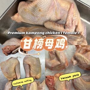 Kampung Chicken (Female) 甘榜鸡 (母) 2.0KG NET WEIGHT