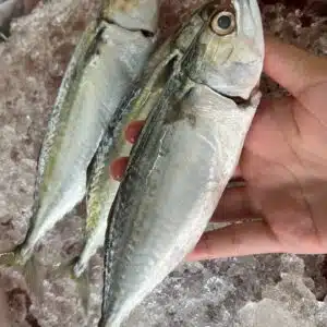 Ikan Mabong Whole Pcs 500G (4-8pcs) 马望鱼