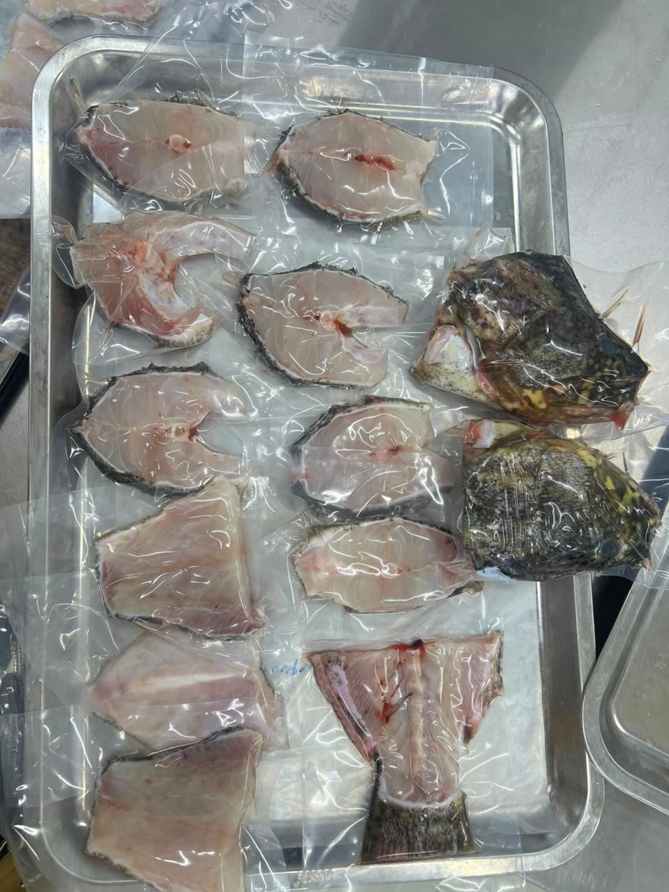 pearl grouper 10