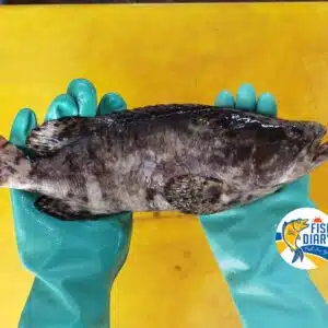 PEARL GROUPER 本地新鲜龙虎班 1 to 1.2KG TABLE SIZE