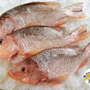 Fresh Local Red Emperor Whole Table Size 新鲜本地红狮 整只