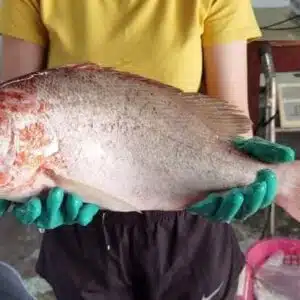 Fresh Local（ BIG ） Red Emperor Whole 新鲜本地（大）红狮 整只