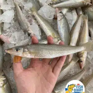 Local Ikan burus /SHUA CHUI 本地新鲜沙尖鱼 500G
