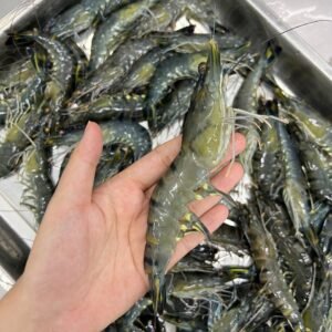 FRESH LOCAL Tiger Prawn 老虎虾 400G 9 to 14PCS+- (XL)
