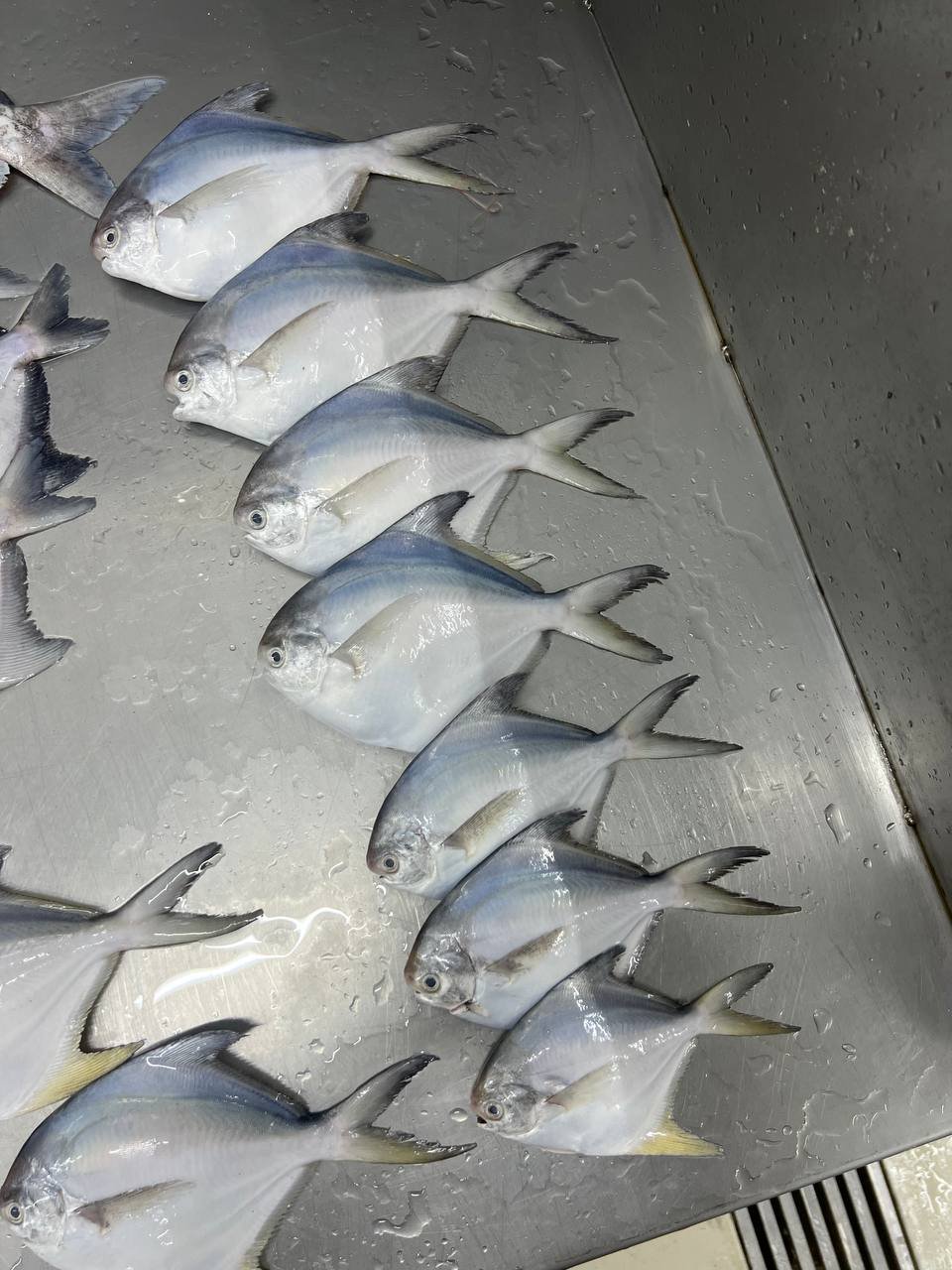 white pomfret 14