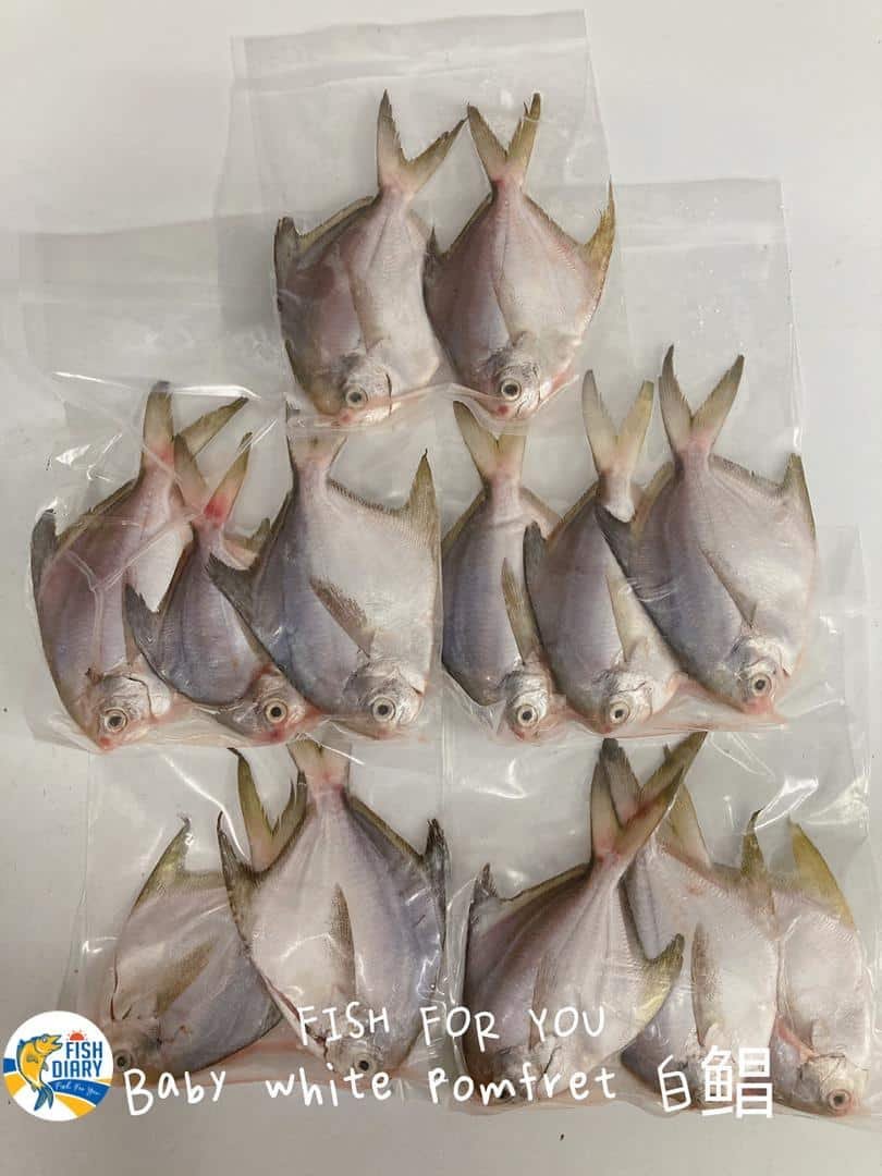 white pomfret (2)