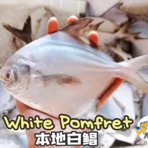 Fresh Wild Caught Medium White pomfret 海抓本地白鲳 (中）