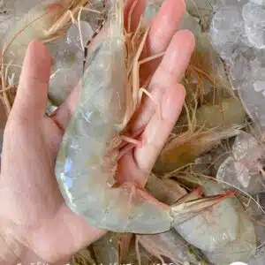 Wild Caught White Prawn AA 海抓白虾700G