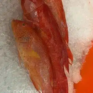 Wild Caught Lyretail Grouper Whole 燕尾星斑 table size