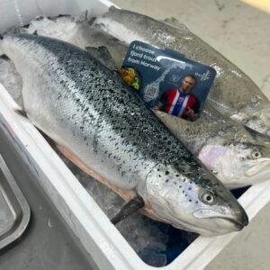 Norway Air flown Atlantic salmon Whole 挪威三文鱼 4.5KG to 4.7KG