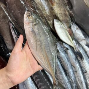 BIG SELAR (GREEN TAIL) 大青尾 – 1kg