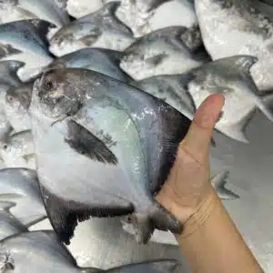 Fresh Local Wild Caught Chinese Pomfret WHOLE 海抓本地斗鲳 整只 (MEDIUM)