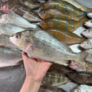 WILD CAUGHT WHITE SNAPPER