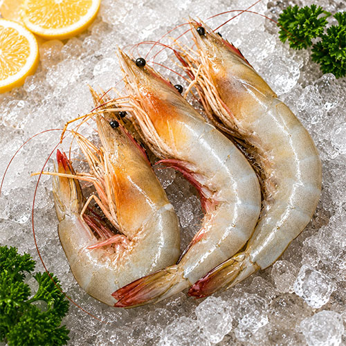 Fresh Prawn