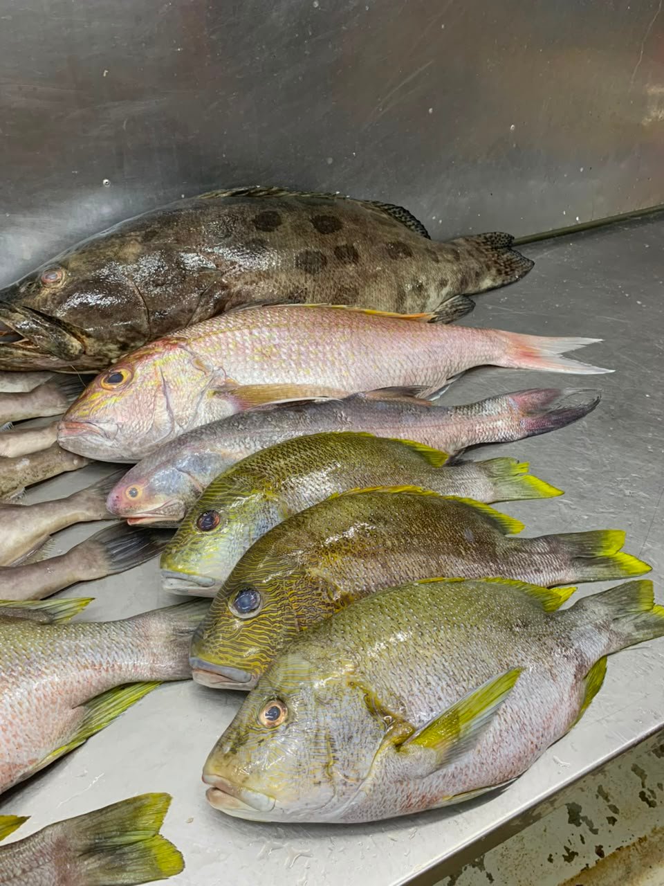 potato cod 3