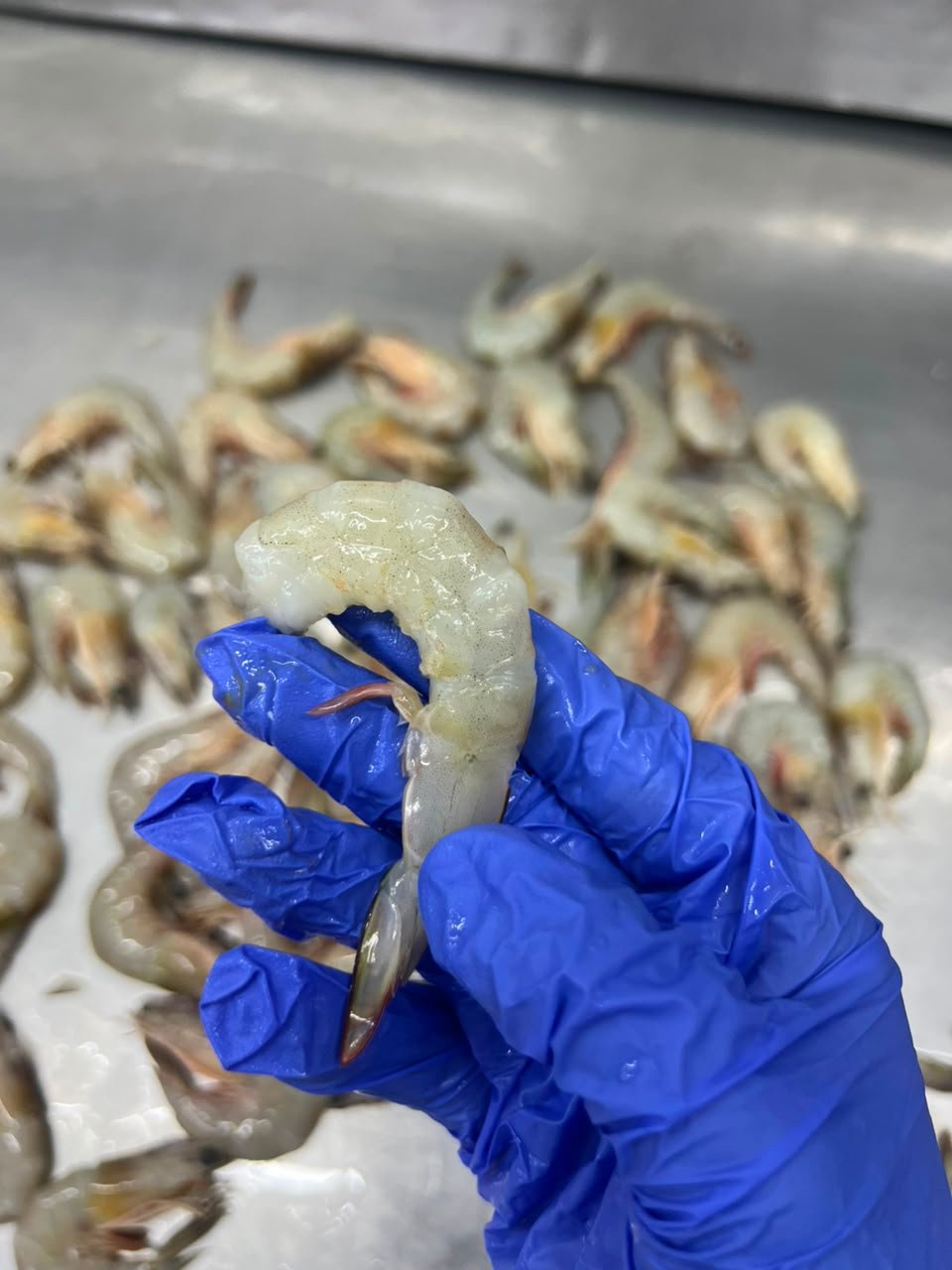 prawn meat 11